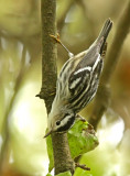 Black-and-white Warbler
