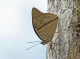 Butterfly-Guacamayos2.jpg
