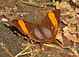 Marpesia corinna