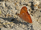 Butterfly-NWC4.jpg