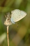 DSC_4712_180Macro_P.jpg