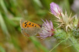 DSC_4801_180Macro_P.jpg