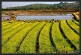 Working in the Rice Fields. Kentung Province.