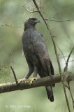 Eagle, Changeable (dark morph) @ Seletar