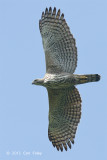 Eagle, Changeable Hawk (pale morph) @ Changi