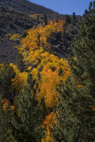 Lundy Canyon
