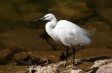 D3_1550 White Egret.jpg