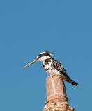 D3_1724 Pied Kingfisher.jpg