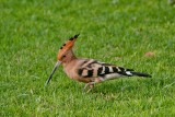 D3_1739 Hoopoe.jpg