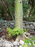 20130315_Cozumel Island_0050.jpg