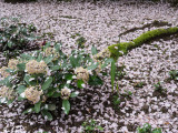 20130405_Vancouver_0017.jpg