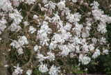 20130406_Vandusen Garden_0096.jpg