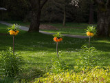 20130408_Stanley Park_0087.jpg