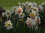 20130408_Stanley Park_0132.jpg