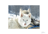 chiens