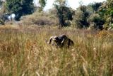 A Cape Buffalo dining on the water reeds