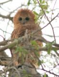 Pel's fishing owl at the top of a tree