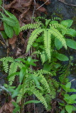 Five-finger Fern (Adiantum pedatum)