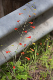 Red Larkspur (Delphinium nudicaule)