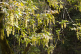 Big Leaf Maple in bloom