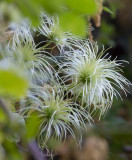 Clematis going to seed