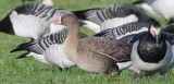 lesser white-fronted goose / dwerggans, Oude Veerseweg