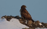 buzzard / buizerd