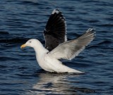 great black-backed gull / grote mantelmeeuw