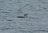white-billed diver / geelsnavelduiker