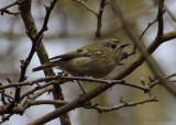 goldcrest / goudhaan, Dishoek