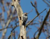 lesser spotted woodpecker / kleine bonte specht, Oostkapelle