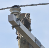Adult female Rough-legged Hawk, Hwy 45, Obion Co.