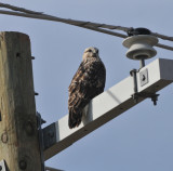 Adult female Rough-legged Hawk, Hwy 45, Obion Co.