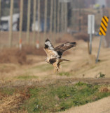 Adult female Rough-legged Hawk, Hwy 45, Obion Co.