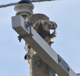 Adult female Rough-legged Hawk, Hwy 45, Obion Co.