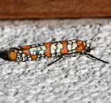 2401, Atteva aurea, Ailanthus Webworm