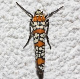 2401, Atteva aurea, Ailanthus Webworm