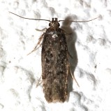 2099, Chionodes obscurusella