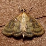 4945, Crocidophora tuberculalis, Pale-winged Crocidophora
