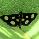 4958, Anania funibrius