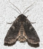 9915, Lithophane grotei