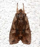 9889, Lithophane petulca, Wanton Pinion