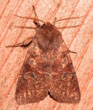 10487, Orthosia rubscens, Ruby Quaker