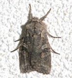 9902, Lithophane baileyi