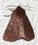 10994, Cerastis tenebrifera, Reddish Speclked Dart
