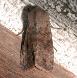 10487, Orthosia rubescens