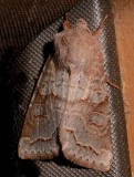 10490, Orthosia revicta, Subdued Quaker