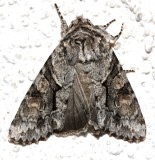 10518, Achatia distincta, Distinct Quaker