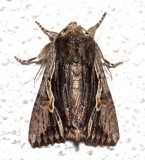 10520, Morrisonia evicta, Bicolored Woodgrain