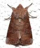 10501, Crocographa normani, Norman's Quaker